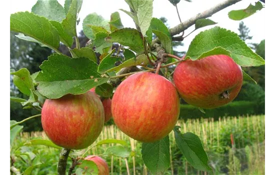 Herbstapfel 'Prinzenapfel'