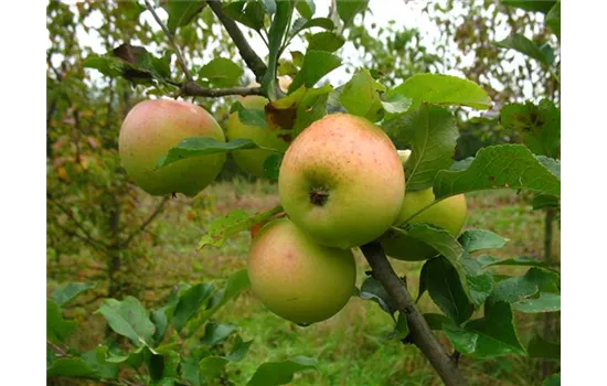 Winterapfel 'Zuccalmagliorenette'