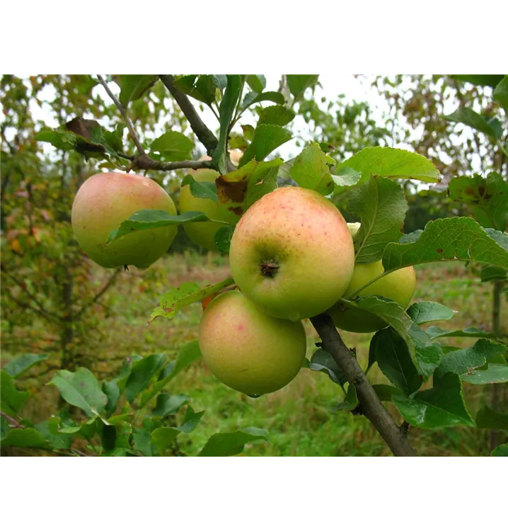 Malus domestica 'Zuccalmagliorenette'