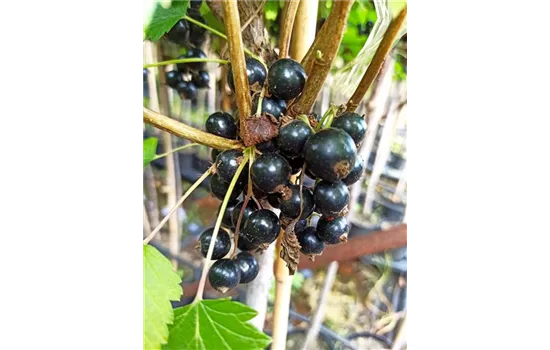 Schwarze Johannisbeere 'Ojebyn'