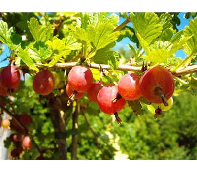 Säulenstachelbeere 'Hinnonmäki' rot