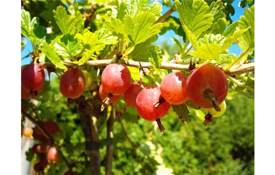 Säulenstachelbeere 'Hinnonmäki' rot