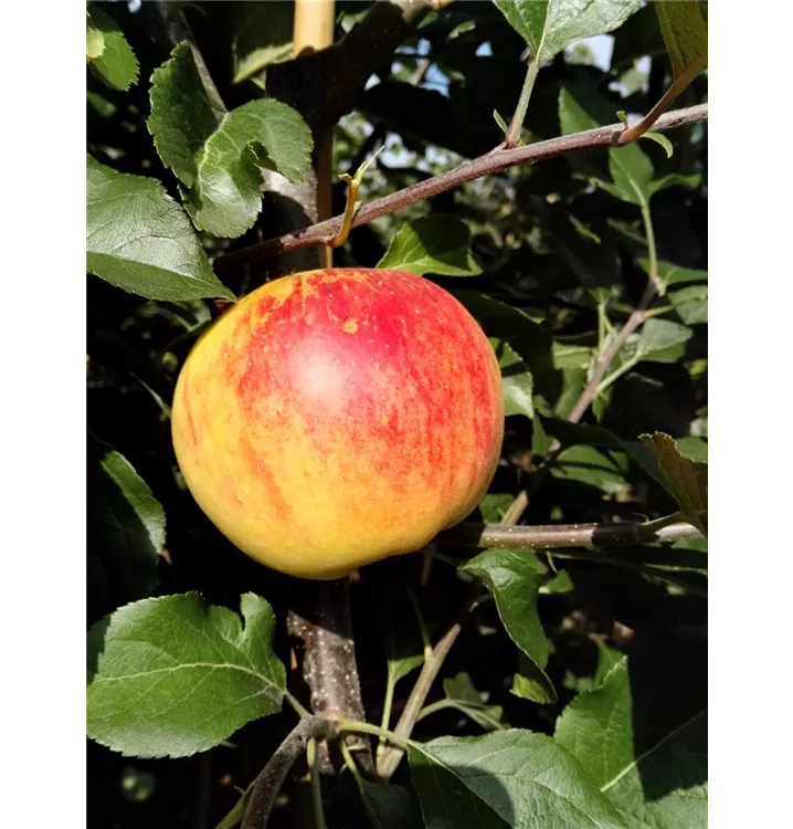 Malus domestica 'Rubinola'(s)