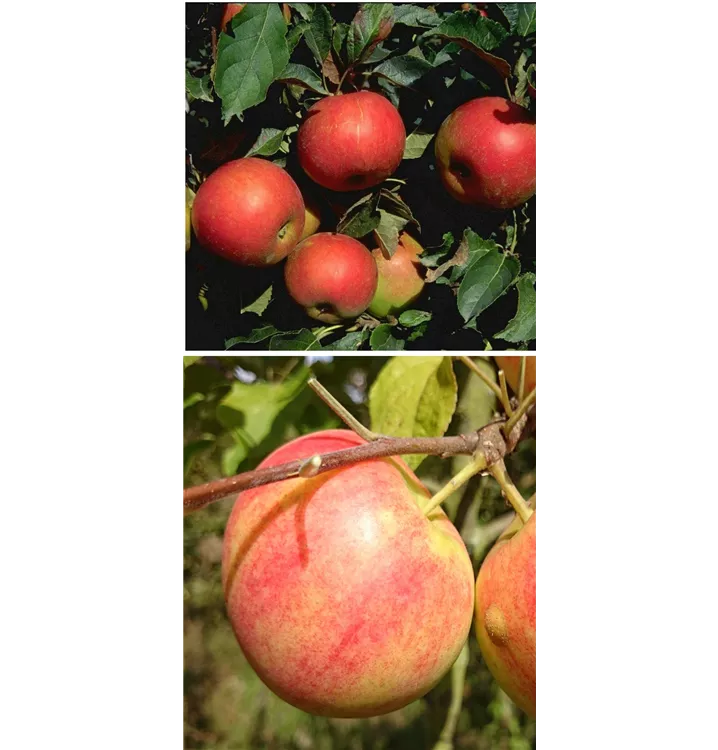 Malus domestica DUO 'Idared/Geheimrat Oldenburg'