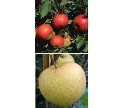 Apfel DUO 'Idared/Gehrers Rambur'