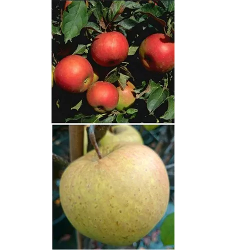 Apfel DUO 'Idared/Gehrers Rambur'