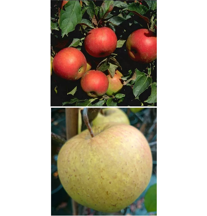 Malus domestica DUO 'Idared/Gehrers Rambur'