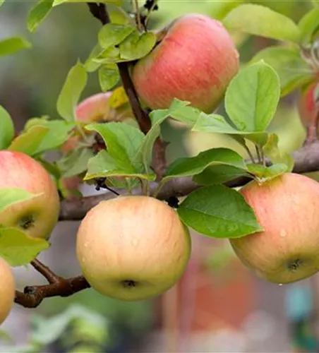 Winterapfel 'Goldparmäne'