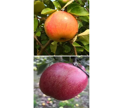 Apfel DUO 'James Grieve/Braeburn'