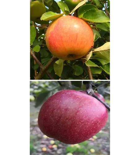 Apfel DUO 'James Grieve/Braeburn'