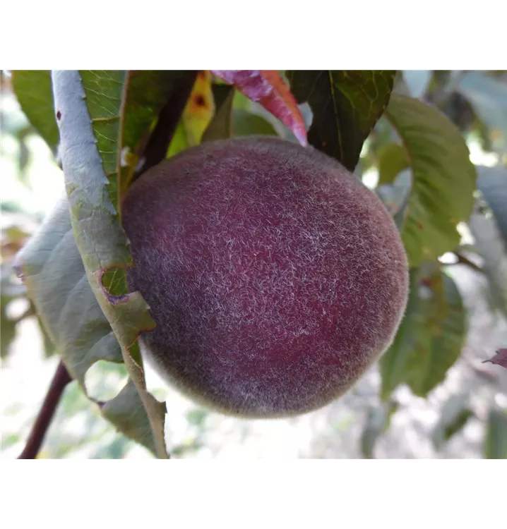 Prunus persica var. persica 'Rubira'