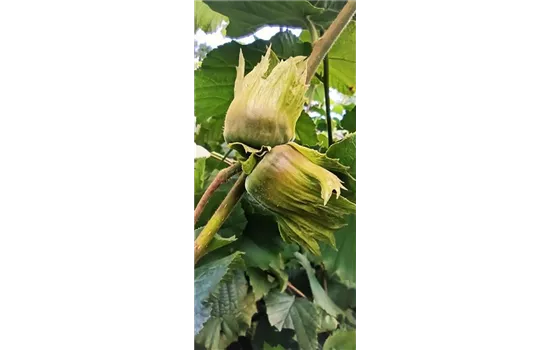 Haselnuss 'Hallesche Riesennuss'