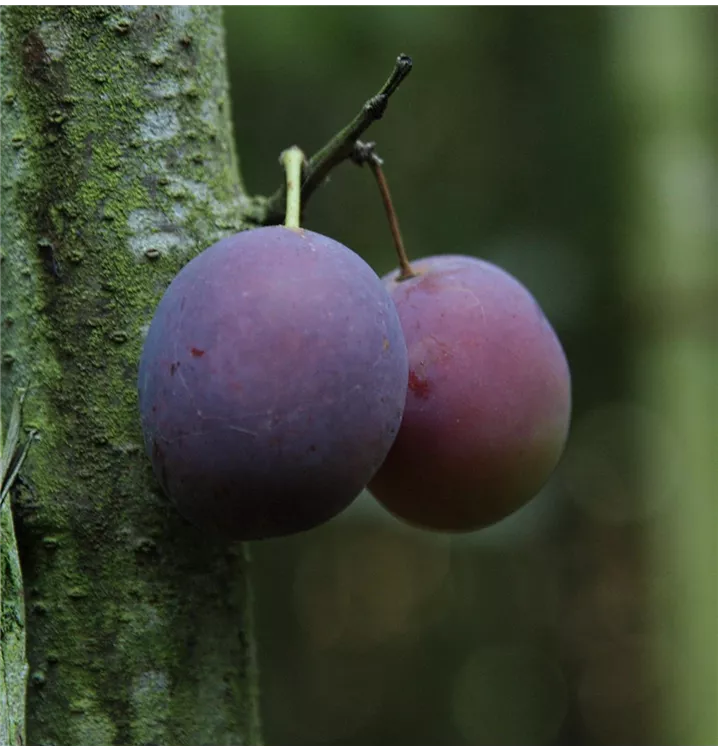 Prunus domestica 'Pogauner'