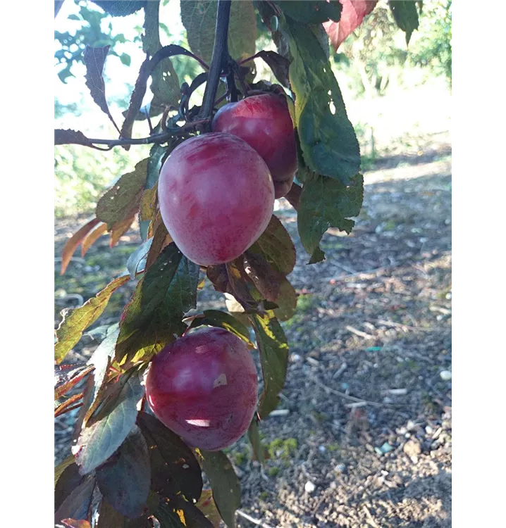 Prunus cerasifera 'Trailblazer'