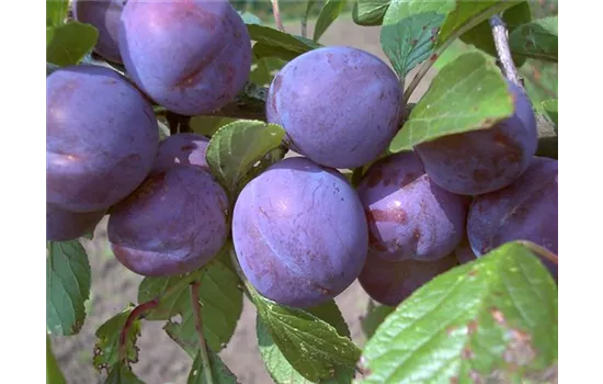 Zwetsche 'Wangenheims Frühzwetsche'