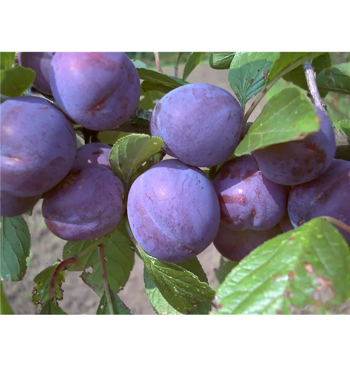 Prunus domestica subsp. domestica 'Wangenheims Frühzwetsche'