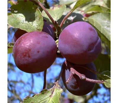 Pflaume 'Königin Viktoria'