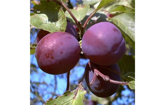 Pflaume 'Königin Viktoria'