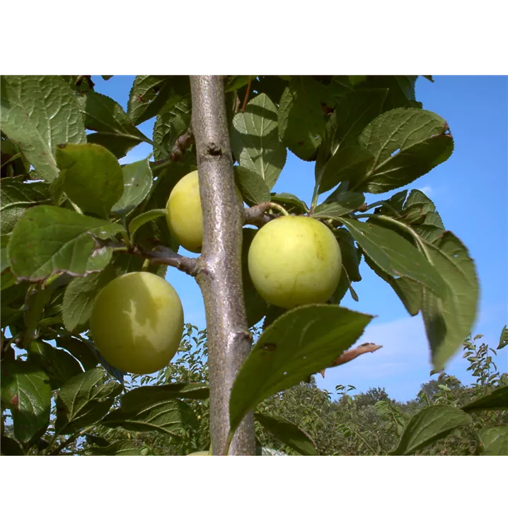 Prunus domestica subsp. italica 'Oullins Reneklode'