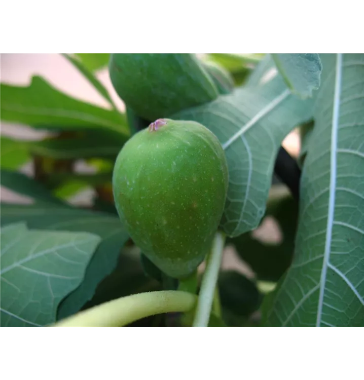 Ficus carica 'Madeleine des deux Saison'