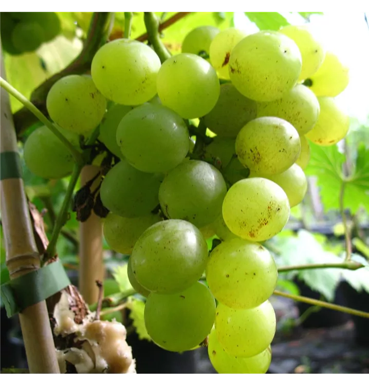 Vitis vinifera 'Glenora'