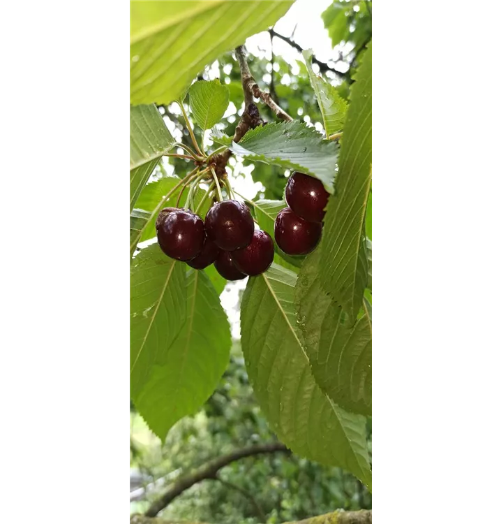 Prunus avium 'Große Schwarze Knorpelkirsche'