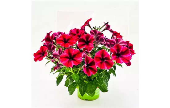 Petunia 'Sweetunia® Suzie Storm'