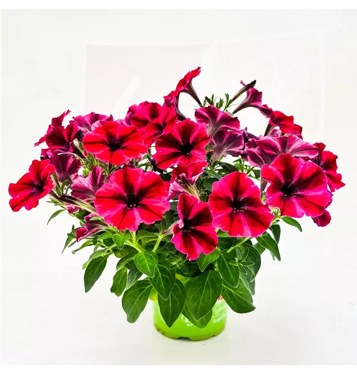 Petunie 'Sweetunia® Suzie Storm'