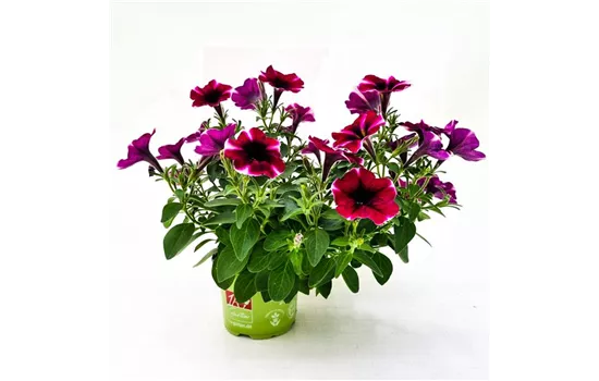 Petunia 'Bonnie Magenta Star'