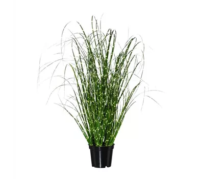 Miscanthus Zebrinus 52cm