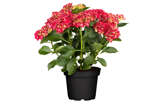 Hydrangea macrophylla 'Hot Red'(s)