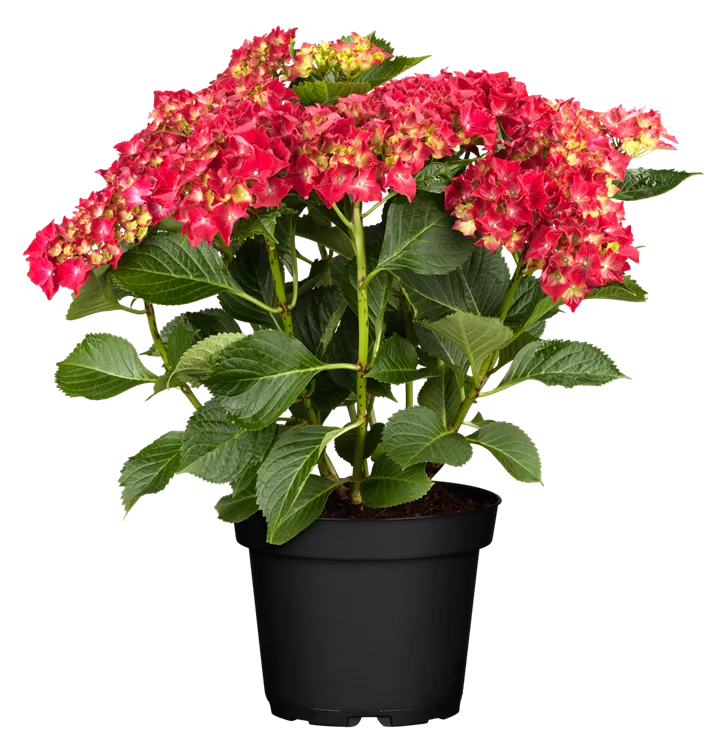 Gartenhortensie 'Hot Red'(s)