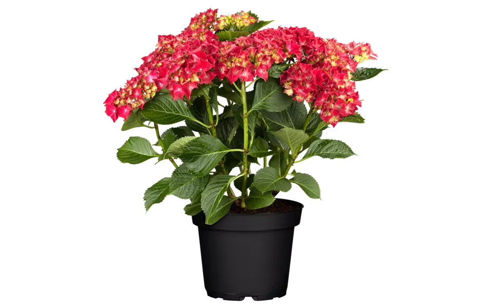 Hydrangea macrophylla 'Hot Red'(s) Hydrangea macrophylla 'Hot Red'(s)