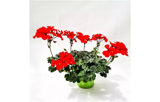 Pelargonium int. ´Calliope Landscape Orange´