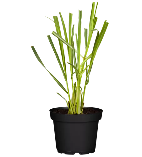 Cymbopogon citratus Cymbopogon citratus