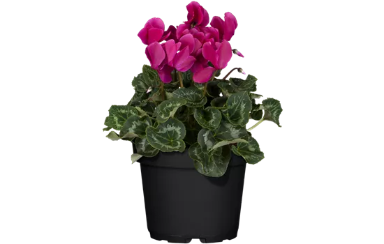 Cyclamen persicum, lila