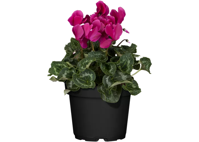 Cyclamen persicum, lila