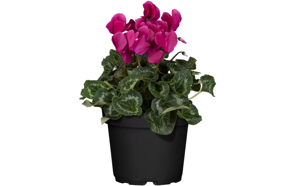 Cyclamen persicum, lila