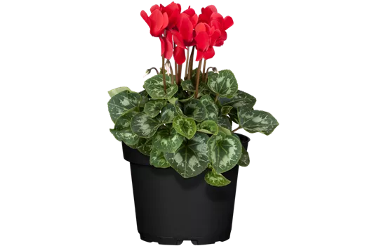 Cyclamen persicum, rot