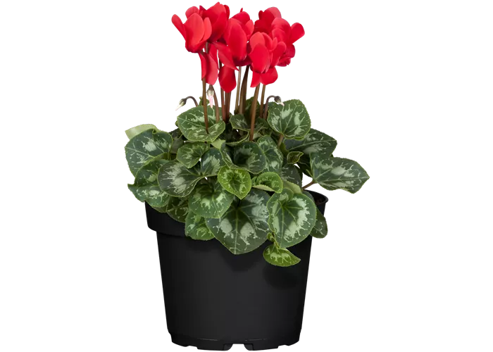 Cyclamen persicum, rot