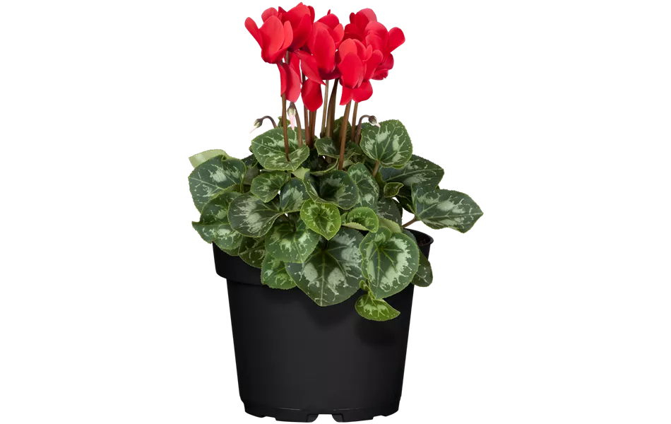 Cyclamen persicum, rot