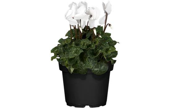 Cyclamen persicum, weiß