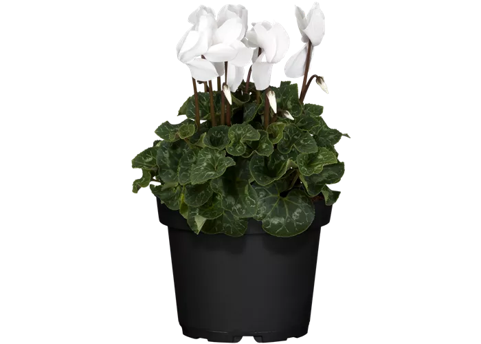 Cyclamen persicum, weiß