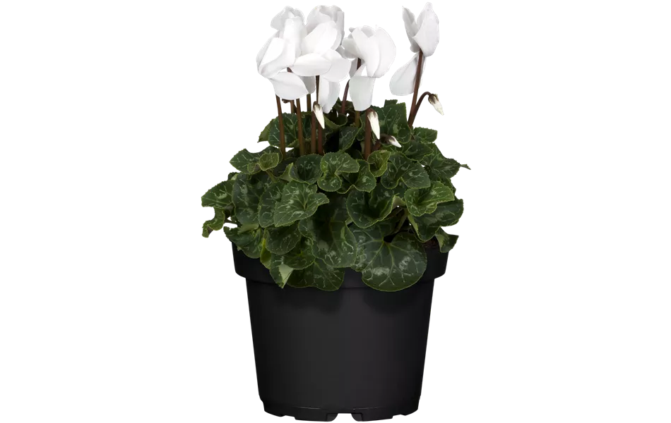 Cyclamen persicum, weiß