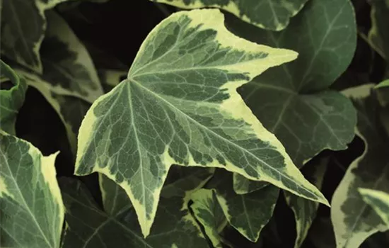 Hedera helix 'Yellow Ripple'