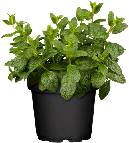 Mentha spicata 'Hugo'