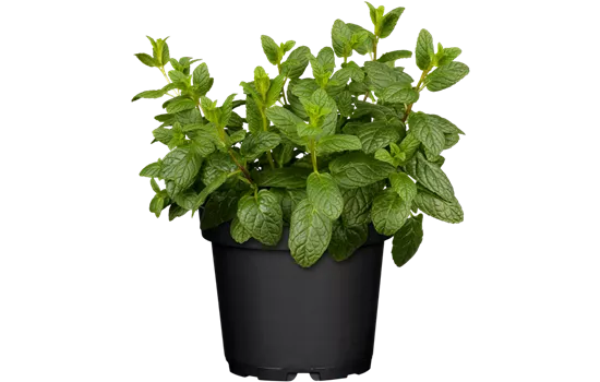 Mentha spicata 'Hugo'