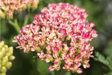 Achillea millefolium 'Milly Rock Rose'