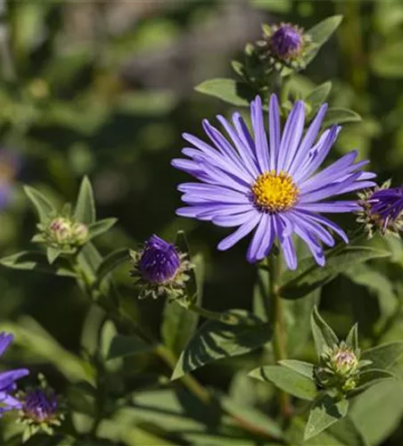 Garten-Sommer-Aster 'Sternkugel'