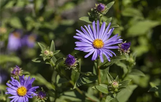 Garten-Sommer-Aster 'Sternkugel'